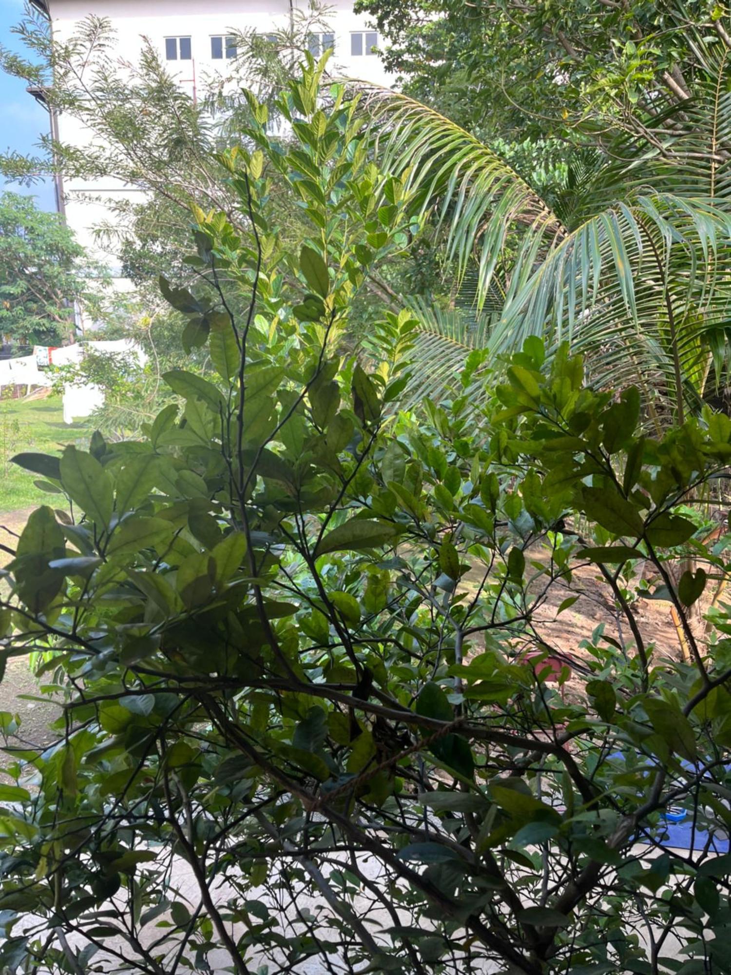 Tanty'S Hostel كالي المظهر الخارجي الصورة